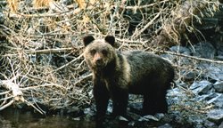 Как медведь выгнал нарушителей заповедного режима