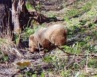 Медвежонок-сирота, воспитанный в заповедном приюте, успешно пережил зиму и попал в объектив фотоловушки