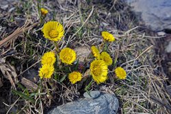 Какие цветы зацветают в Алтайском заповеднике раньше всех?