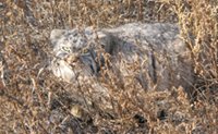 Популяция манулов в Горном Алтае начала восстанавливаться