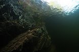 Подводный мир Телецкого озера. 