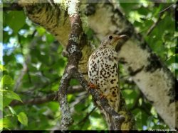 ОРНИТОЛОГИЧЕСКИЕ НОВОСТИ С УЧЕТНОГО МАРШРУТА НА ЯЙЛИНСКОЙ ТЕРРАСЕ И НЕ ТОЛЬКО. Выпуск №10