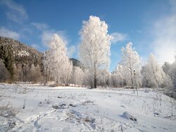 Фенологические заметки. Начало зимы