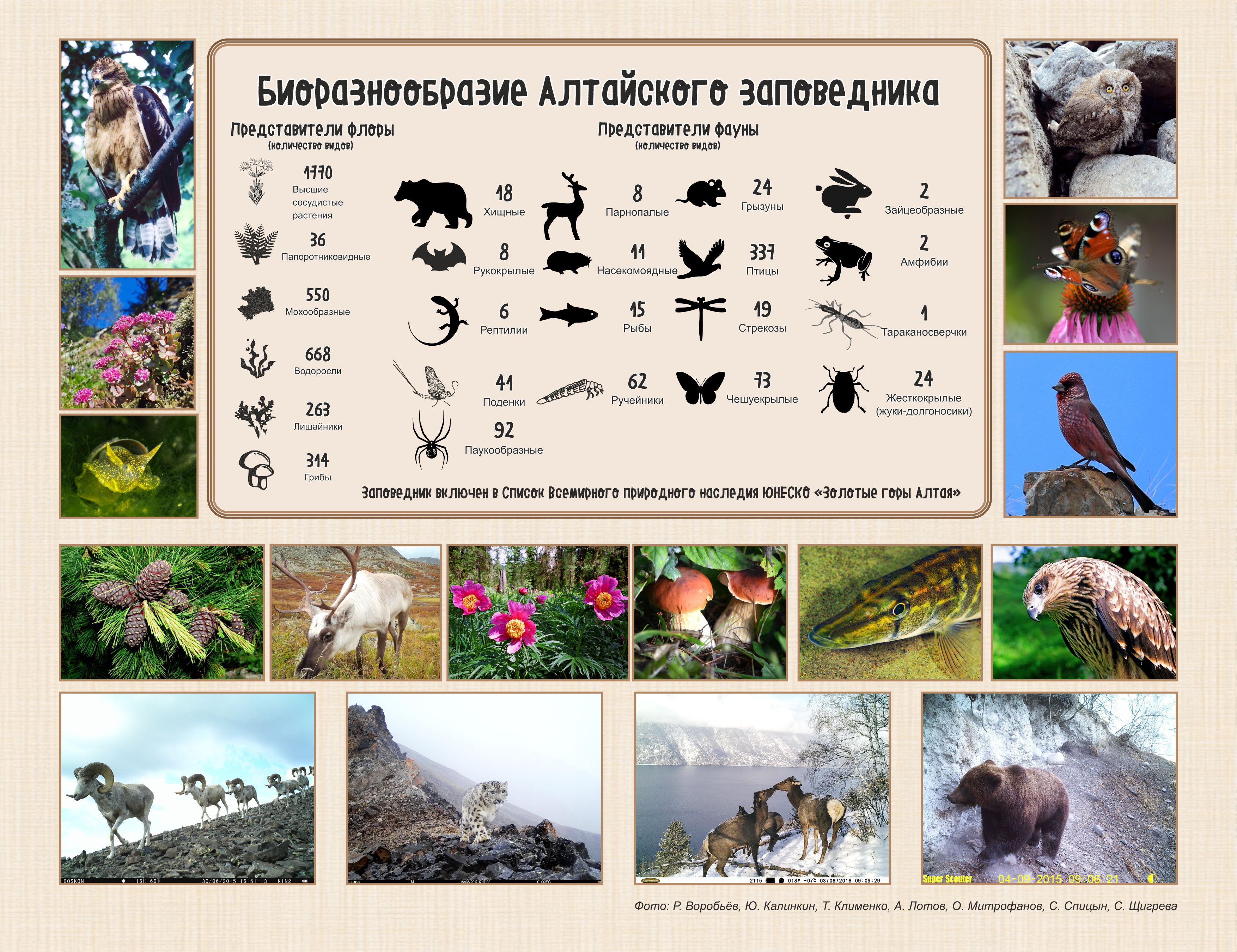 Флора и фауна — Алтайский биосферный заповедник