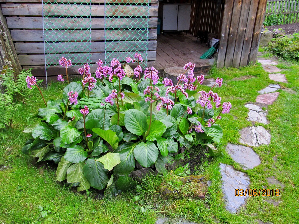 IMG_1535 Garden diary, Plants, Evergreen plants