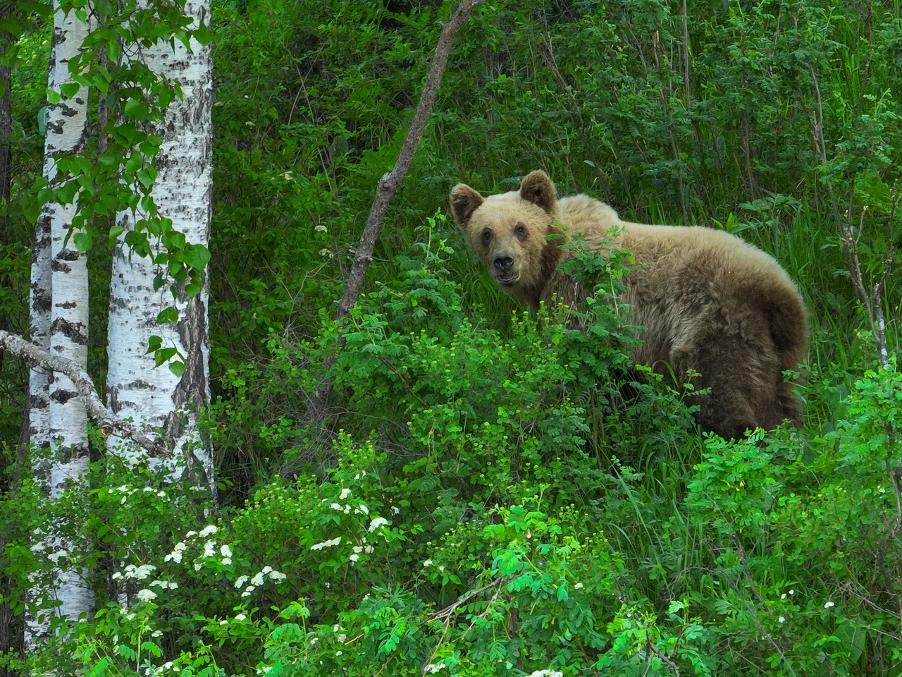Животные в зелени прителецких склонов — Алтайский биосферный заповедник
