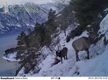 Снимки животных Алтайского заповедника представлены на конкурсе Фотоловушка-2017