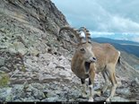 Сибирский горный козёл - обитатель скалистых участков гор Шапшальского хребта