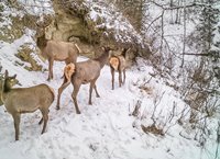 В Алтайском заповеднике подвели итоги зимнего учёта животных
