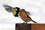 Покормите птиц зимой