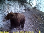 Медведь на природном солонце около кордона Челюш