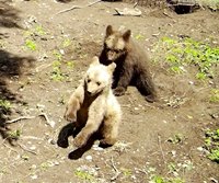 Новости о реабилитации медвежат-сирот. Август 2023 года