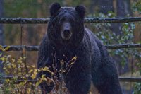 Опубликована статья, посвященная бурому медведю Алтайского заповедника