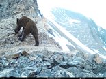 Обитатели высокогорий Алтайского заповедника