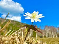 В Алтайском заповеднике набирает обороты сезон первоцветов