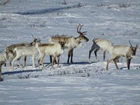В Алтайском заповеднике впервые за последние десятилетия встретили 72 краснокнижных оленя