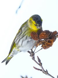 15 января – День зимующих птиц России