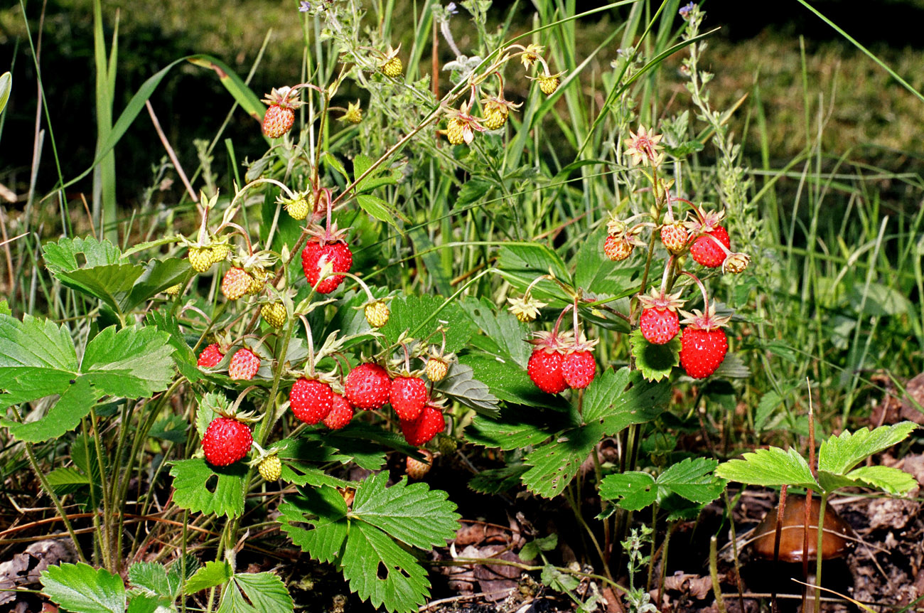 Fragaria vesca земляника обыкновенная