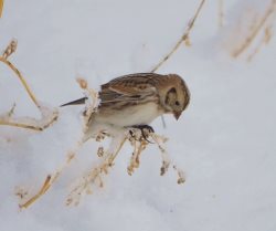 ОРНИТОЛОГИЧЕСКИЕ НОВОСТИ С УЧЕТНОГО МАРШРУТА НА ЯЙЛИНСКОЙ ТЕРРАСЕ И НЕ ТОЛЬКО. Январь2023