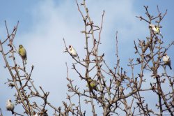 ОРНИТОЛОГИЧЕСКИЕ НОВОСТИ С УЧЕТНОГО МАРШРУТА НА ЯЙЛИНСКОЙ ТЕРРАСЕ И НЕ ТОЛЬКО. Январь 2022