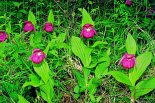Башмачок крупноцветковый (Венерин башмачок крупноцветковый), Cypripedium macranthon Sw. - Фото - А. Лотов
