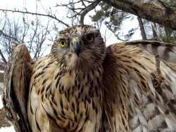  ОРНИТОЛОГИЧЕСКИЕ НОВОСТИ С УЧЕТНОГО МАРШРУТА НА ЯЙЛИНСКОЙ ТЕРРАСЕ И НЕ ТОЛЬКО. Февраль 2019