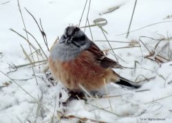 ОРНИТОЛОГИЧЕСКИЕ НОВОСТИ С УЧЕТНОГО МАРШРУТА НА ЯЙЛИНСКОЙ ТЕРРАСЕ И НЕ ТОЛЬКО. Январь 2021