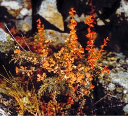 Заметки дендролога. Барбарис