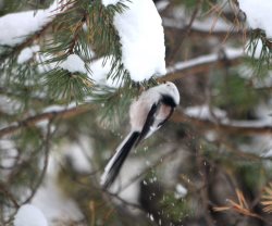 ОРНИТОЛОГИЧЕСКИЕ НОВОСТИ С УЧЕТНОГО МАРШРУТА НА ЯЙЛИНСКОЙ ТЕРРАСЕ И НЕ ТОЛЬКО. Декабрь 2023