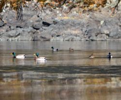 ОРНИТОЛОГИЧЕСКИЕ НОВОСТИ С УЧЕТНОГО МАРШРУТА НА ЯЙЛИНСКОЙ ТЕРРАСЕ И НЕ ТОЛЬКО. Апрель 2024