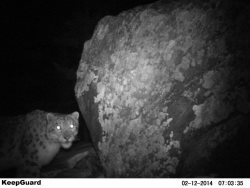 В Республике Алтай выявлен новый очаг обитания  снежного барса