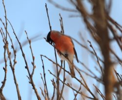 ОРНИТОЛОГИЧЕСКИЕ НОВОСТИ С УЧЕТНОГО МАРШРУТА НА ЯЙЛИНСКОЙ ТЕРРАСЕ И НЕ ТОЛЬКО. Декабрь 2022