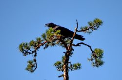 ОРНИТОЛОГИЧЕСКИЕ НОВОСТИ С УЧЕТНОГО МАРШРУТА НА ЯЙЛИНСКОЙ ТЕРРАСЕ И НЕ ТОЛЬКО. Август 2023