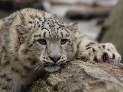 Экологи в январе пересчитают снежного барса в Горном Алтае