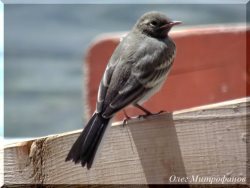 ОРНИТОЛОГИЧЕСКИЕ НОВОСТИ С УЧЕТНОГО МАРШРУТА НА ЯЙЛИНСКОЙ ТЕРРАСЕ И НЕ ТОЛЬКО. Выпуск №9