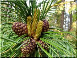 Фенологические заметки. Кедр – кормилец тайги