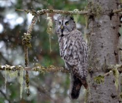 ОРНИТОЛОГИЧЕСКИЕ НОВОСТИ С УЧЕТНОГО МАРШРУТА НА ЯЙЛИНСКОЙ ТЕРРАСЕ И НЕ ТОЛЬКО. Октябрь 2021