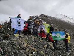 Новые котята снежных барсов отмечены в Горном Алтае. Видео