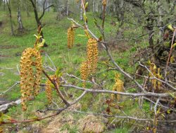 Ольховник кустарниковый. 