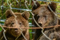 В Алтайском заповеднике выпустили в природу спасенных медвежат