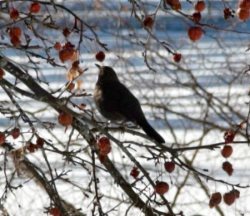 Зимующих чёрных дроздов наблюдают на Телецком озере