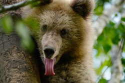 Всемирный день защиты животных