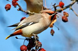 Стая свиристелей из нескольких сотен птиц прилетела на Телецкое озеро