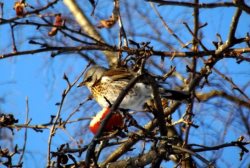 Заметки орнитолога. ОРНИТОЛОГИЧЕСКИЕ НОВОСТИ С УЧЕТНОГО МАРШРУТА НА ЯЙЛИНСКОЙ ТЕРРАСЕ И НЕ ТОЛЬКО. Ноябрь 2019