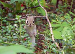 Заканчивается прием работ на международный конкурс фотографии «Живая природа Алтая»!