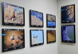 "Живая природа Алтая". Объявлен XII старт фотоконкурса 