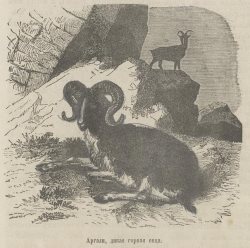 Путешествие английского художника Томаса Аткинсона по Золотому озеру