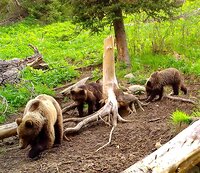 Окно в заповедную природу через объектив фотоловушек