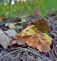 Фенологические заметки. Август – последняя инстанция лета