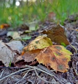 Фенологические заметки. Август – последняя инстанция лета